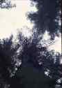 looking up a tree which is damaged by air-pollution waldsterben      