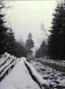 snow and felled trees    