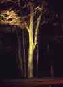 tree at night 