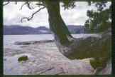 Great Barrier Island  beach with bend tree     