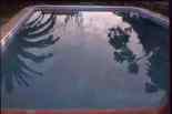 mirror image of palms in swimming pool         