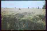 highland bog area (Hochmoor) in the Ardennes   