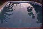 palms mirroring in swimming pool    