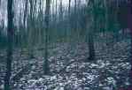 snow in Netherlands forest          