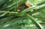 long grass close-up      