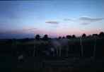 KD13 Feb87 cow in Motueka and pastell colour sky          