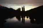 poplars mirroring in water at dusk, South Island          