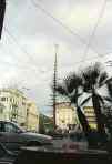 Nice southern France  norfolk pine damaged by airpollution           